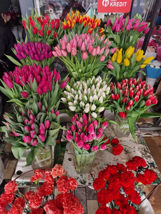 Тюльпаны голландские