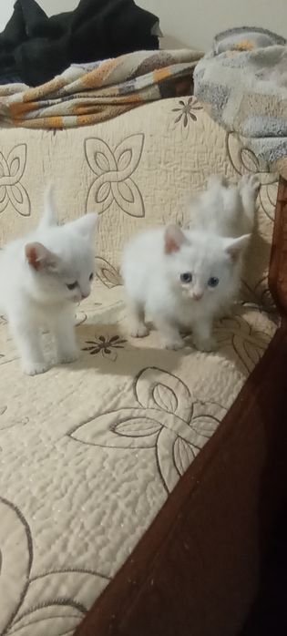 Продам котят ангорка.