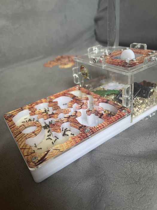 Муравьиная ферма