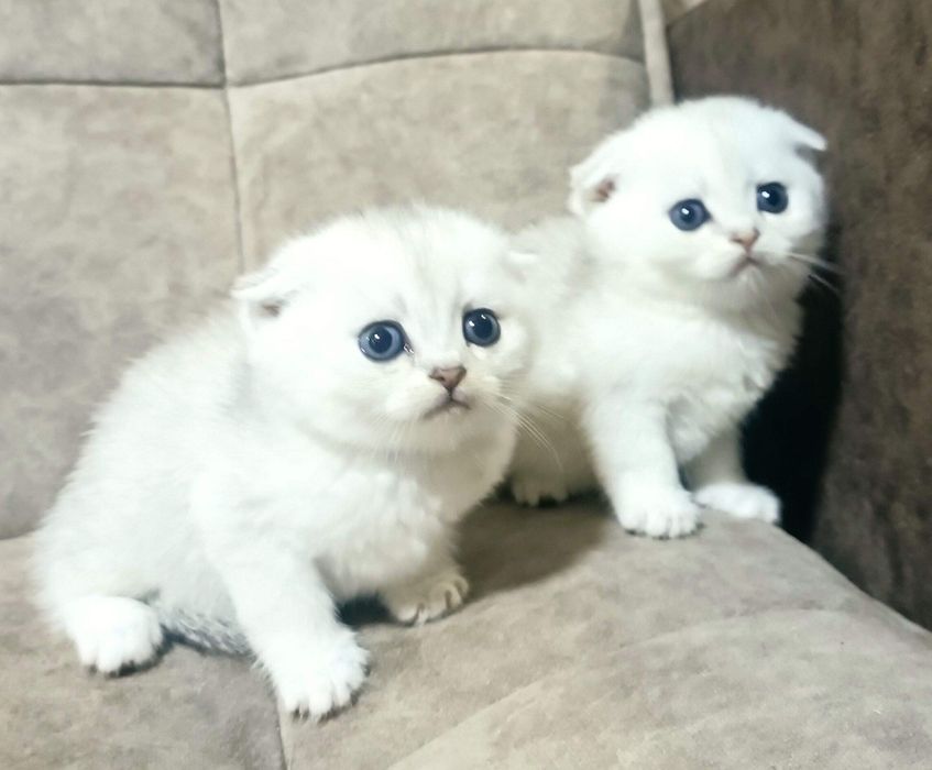 Серебристые шиншиллы