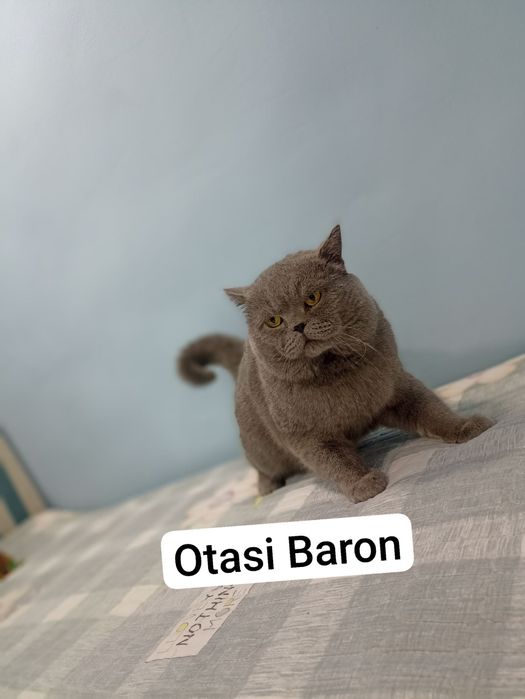 Mushuk soglom skot folt 1 ta bolasi bor