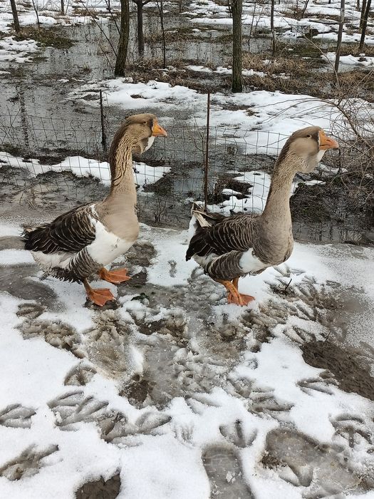 Pereche gâște holmogor