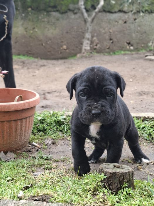 Кане Корсо Италиано