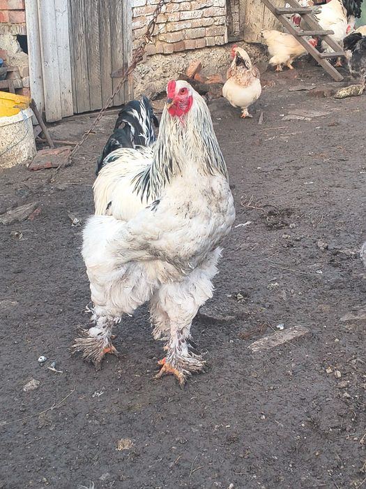 Cocoș și găină brahma .