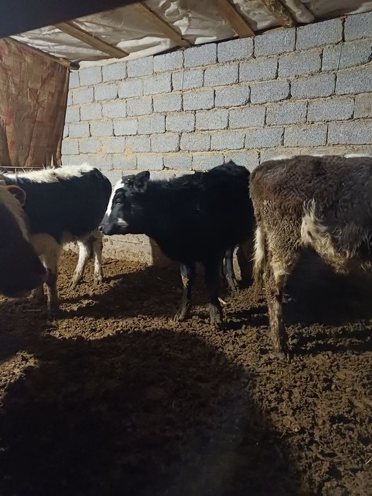 Денсаулыгы жаксы