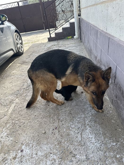 Күшік Неміс овчаркасы  сатылады