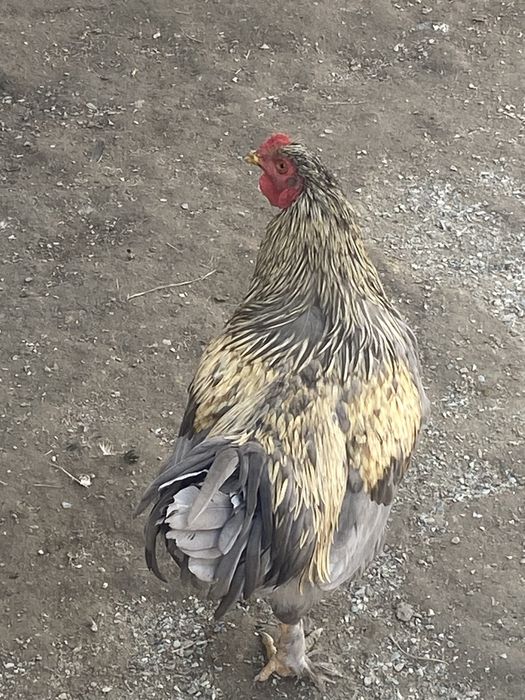 петух молодой породистый