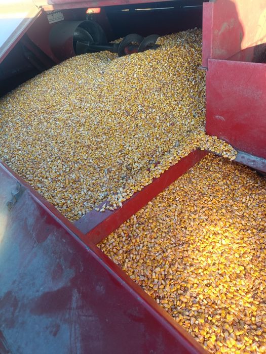 Porumb boabe calitate foarte buna