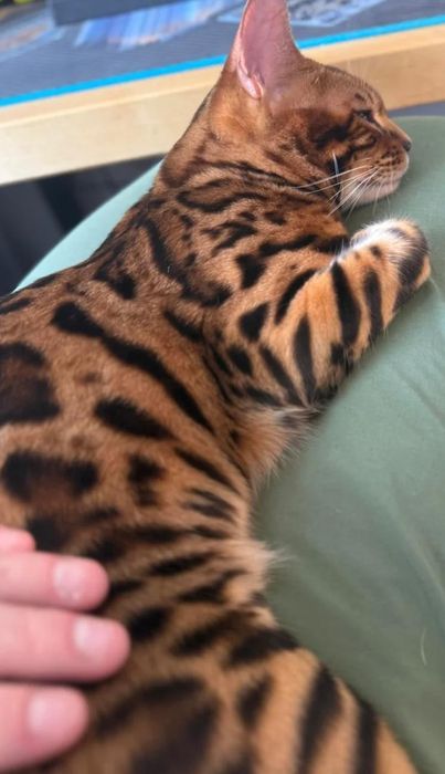 Бенгальские котята