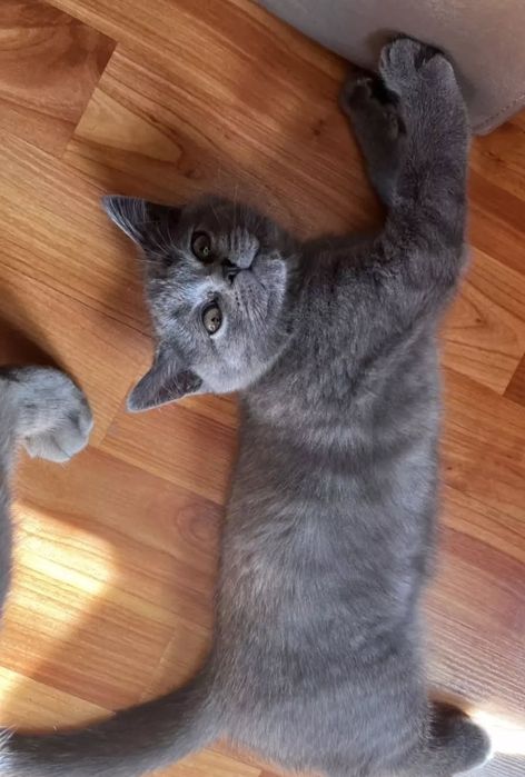 Мальчики в голубом окрасе, 3 мес