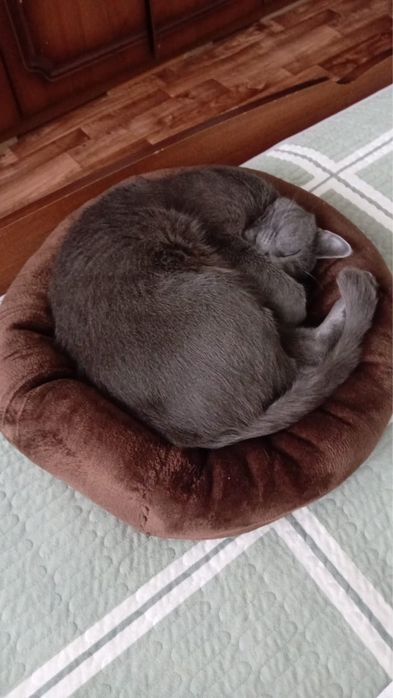 Котик в добрые руки 1 годик