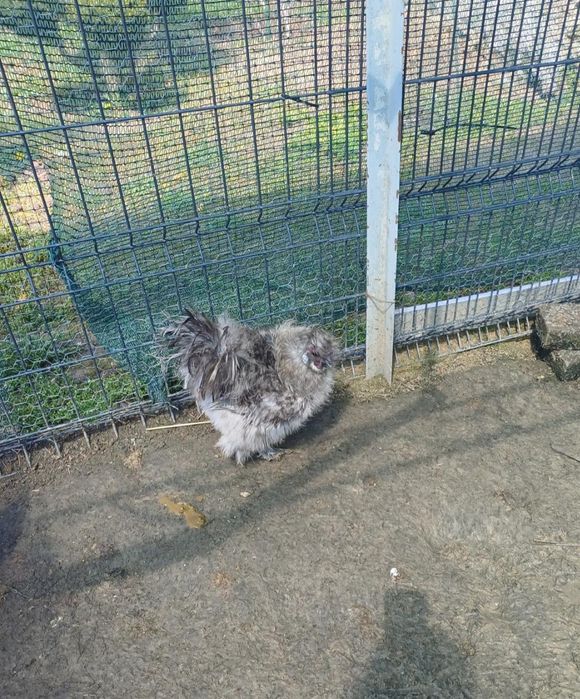 Петел копринка,ПЕТЕЛ