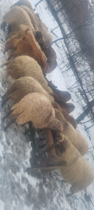 Vand oi gestante și tinere