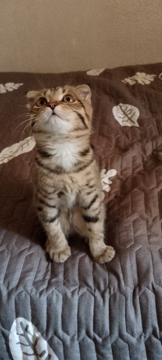 Котёнок вислоухая