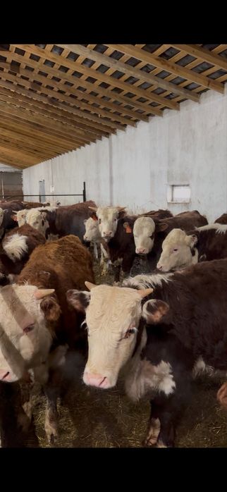 Ақ бас бык белоголовый