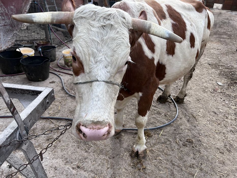 De vanzare vaca fátat de o luna