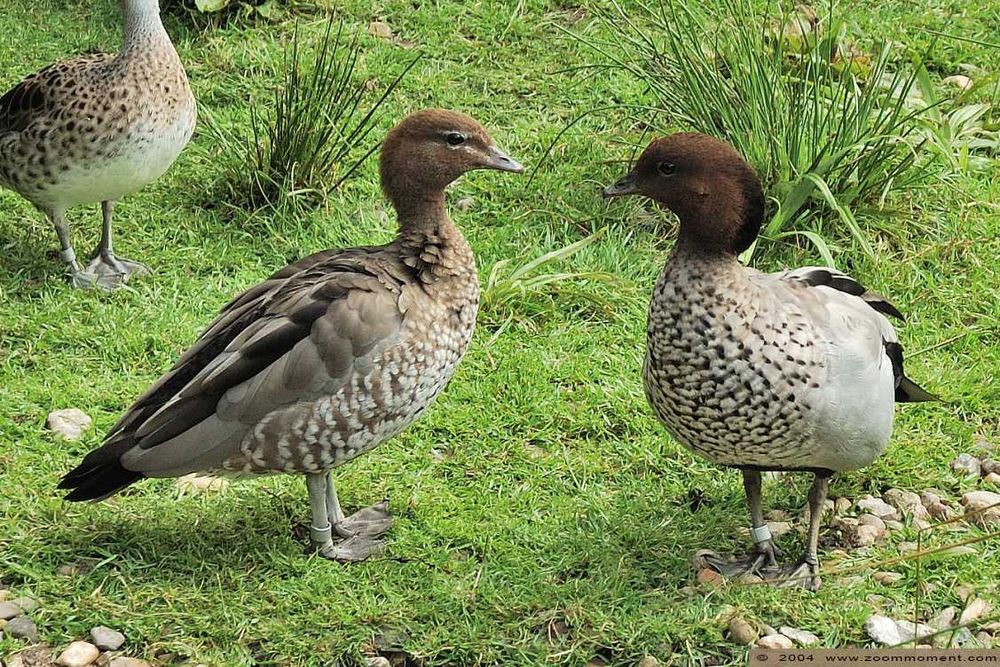 Vând Rațe exotice, de ornament, lebede, gâște