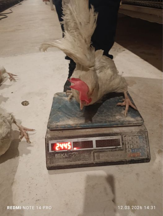 Несушка сатылымда