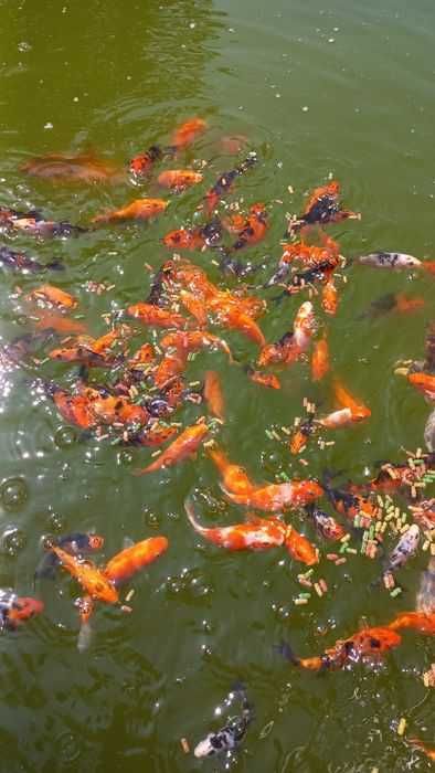 Риби японски шаран  КОИ 15/20 см