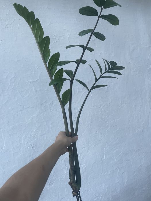 Долларовое дерево. Денежное дерево. Замиокулькас