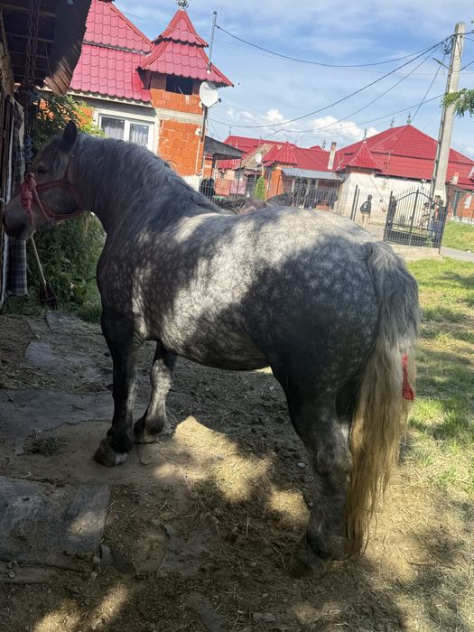 Iapa de vanzare de 4 ani