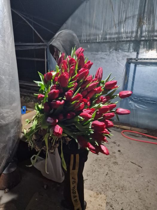 Тюльпан белорусский