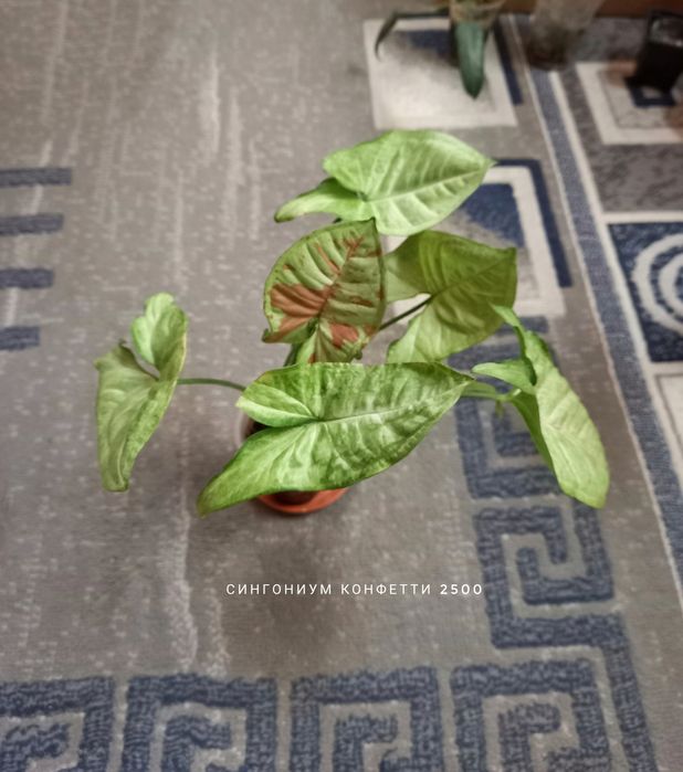 Фикус Умбеллата, растения, цветы