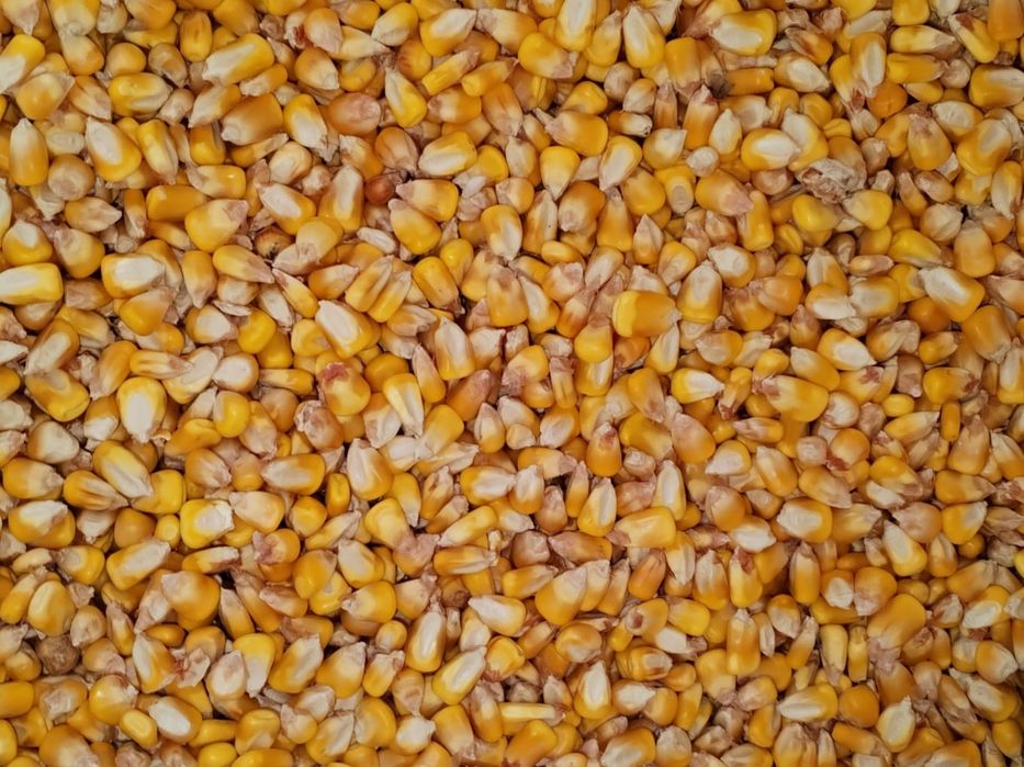 Porumb boabe, orz, ovăz, triticale