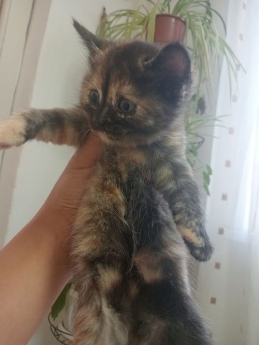 Отдам котенка. 2 месяца. Девочка