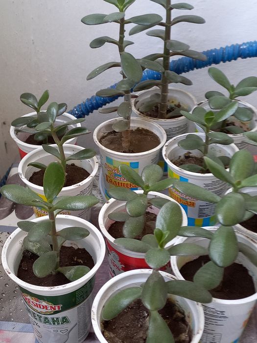 Толстянка(денежное дерево)