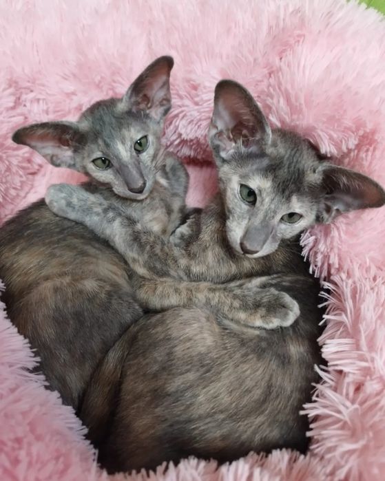 Чистокровные ! ОРИЕНТАЛЬНЫЕ котята