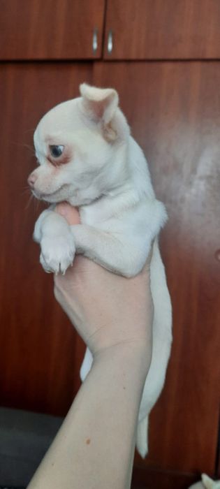 Щенки   чихуахуа