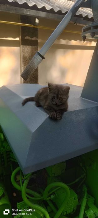 Дарю котенка девочка 1.5 месеца