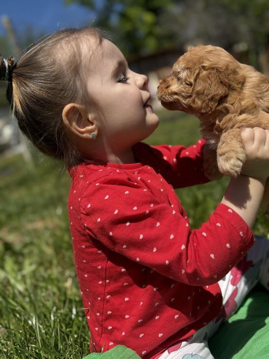 Мини пудел Пудел