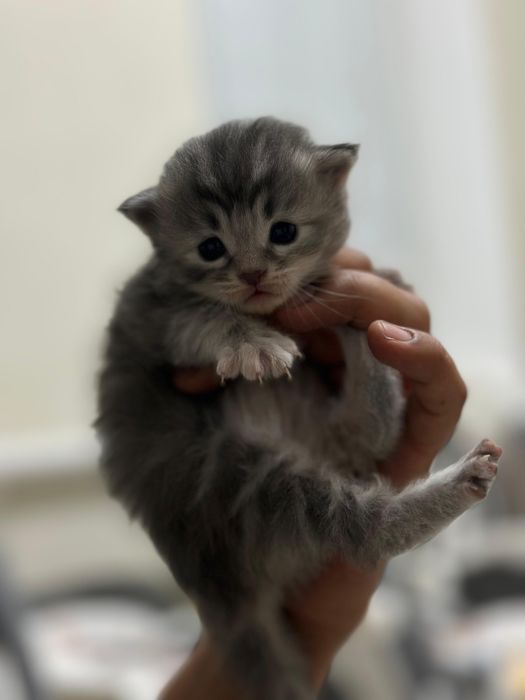 Продам породитсых котят
