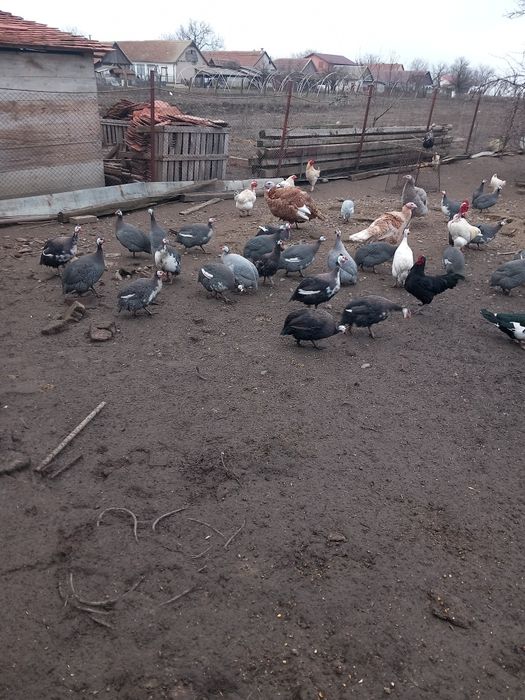 Vând bibilici pirchite