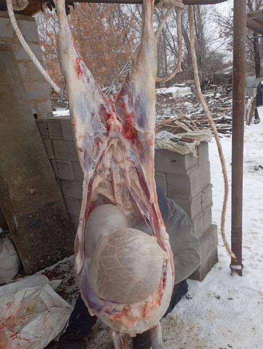 Токтылар сатылады