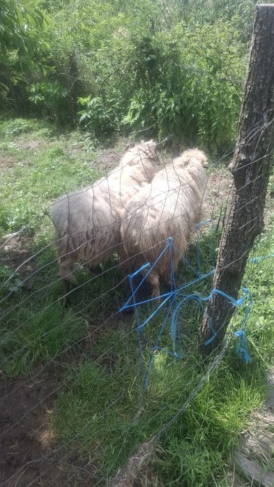 Vând 2 oi urgent