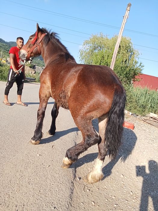 De vânzare mânz de 2 Ani vând sau schimb