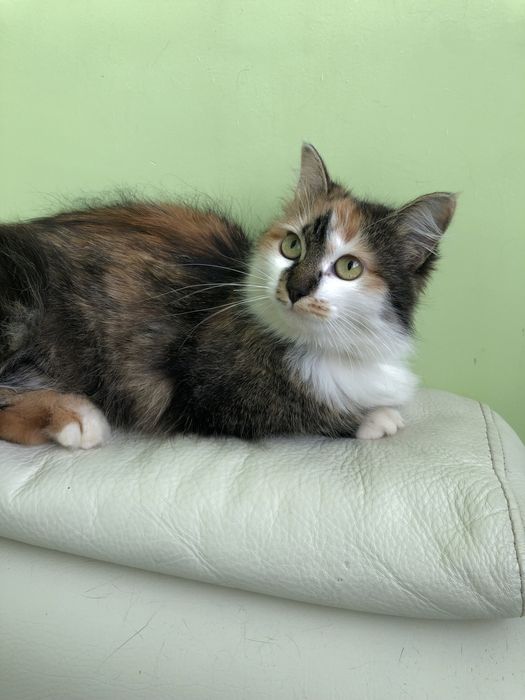 Любимые животные