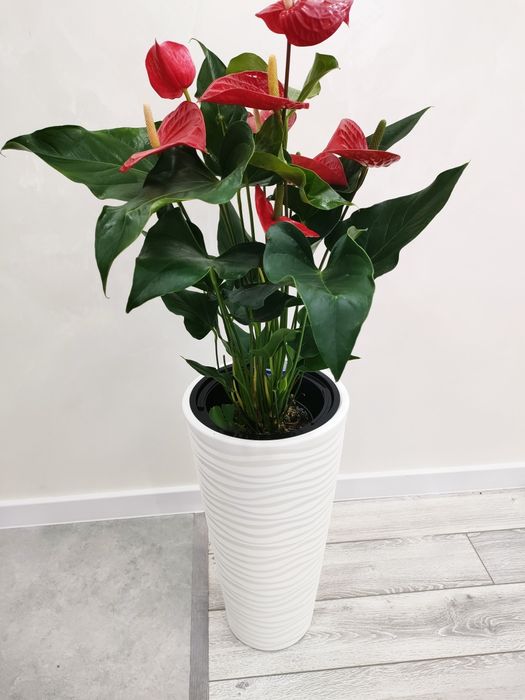 Комнатные цветы. Доставка есть