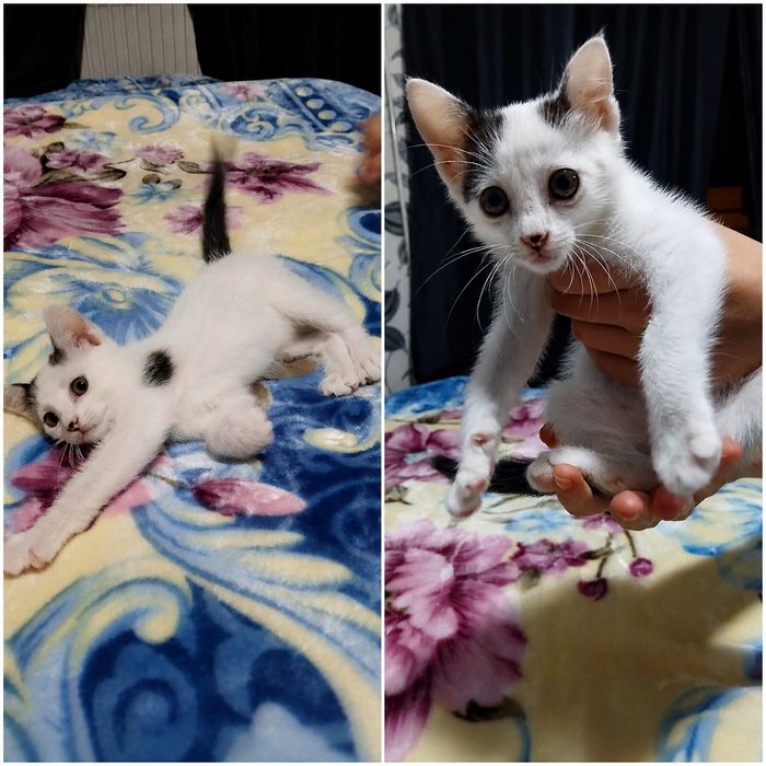 Suflețel mic caută stăpân iubitor! Puiuț pisicuță caută stăpân