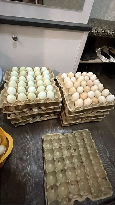 Инкубационные яйца