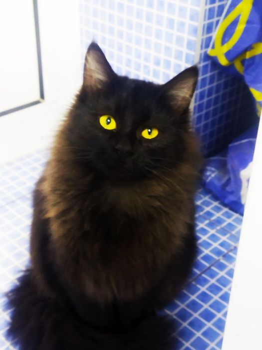 Отдам кота в хорошие руки