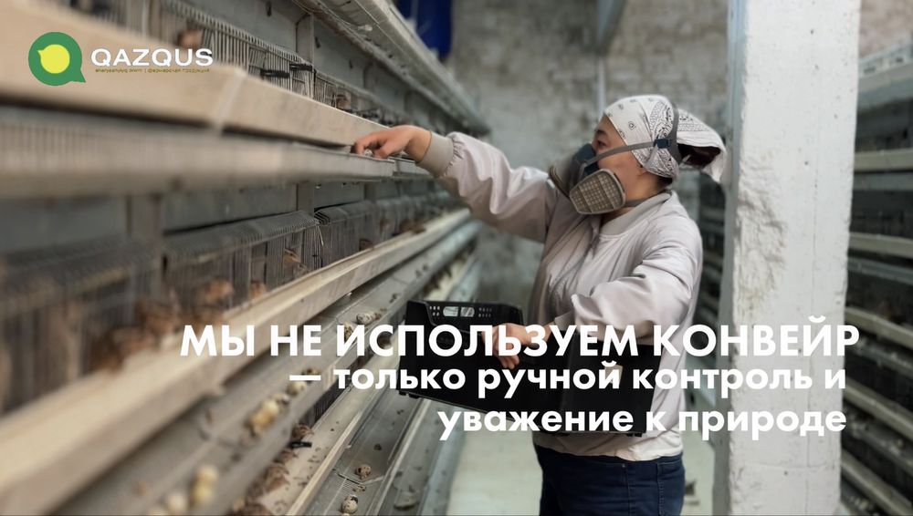 Перепелинный мясо и яйцо