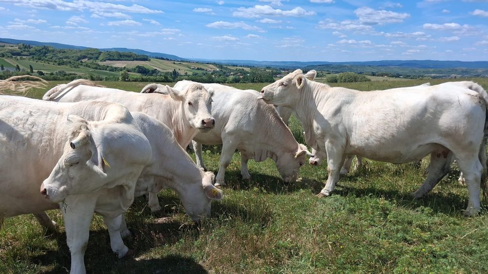 Vaci Charolais de vanzare