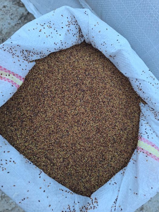 Sămânță Lucerna selectată recolta 2025