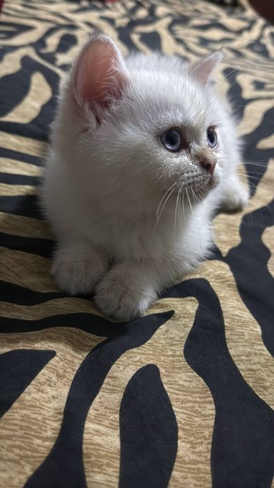 Британский короткошерстной серебристый шиншилла