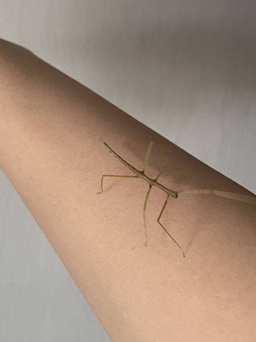 Insecta bat/Stick Insect