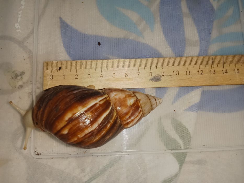 Обмен  улиток ахатин